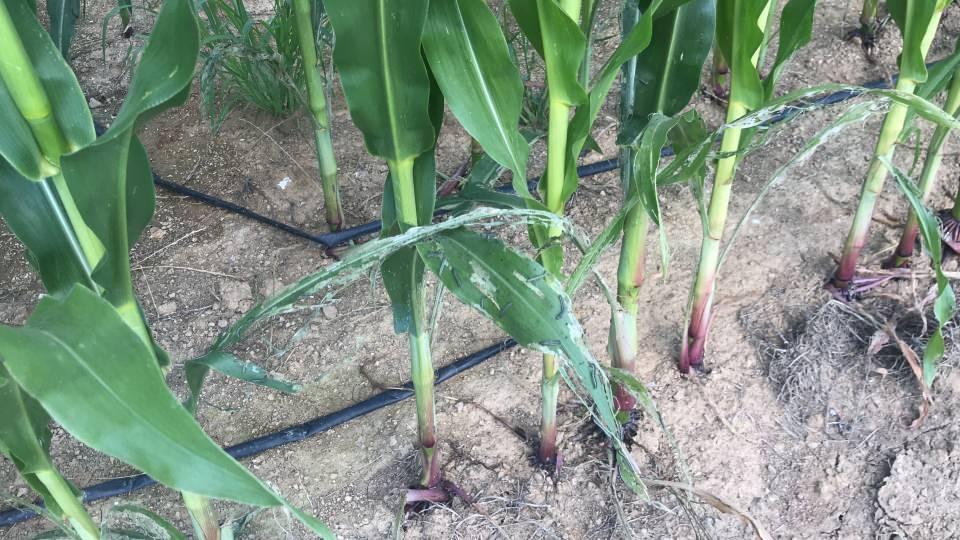 <p>Trakya Bölgesi’nde ve Çanakkale’nin Yenice ilçesinde ekili olan tırtıllar, tarım arazilerinde bitkilerin yapraklarını yiyerek ciddi zararlar oluşturuyor.<br />
 </p>
