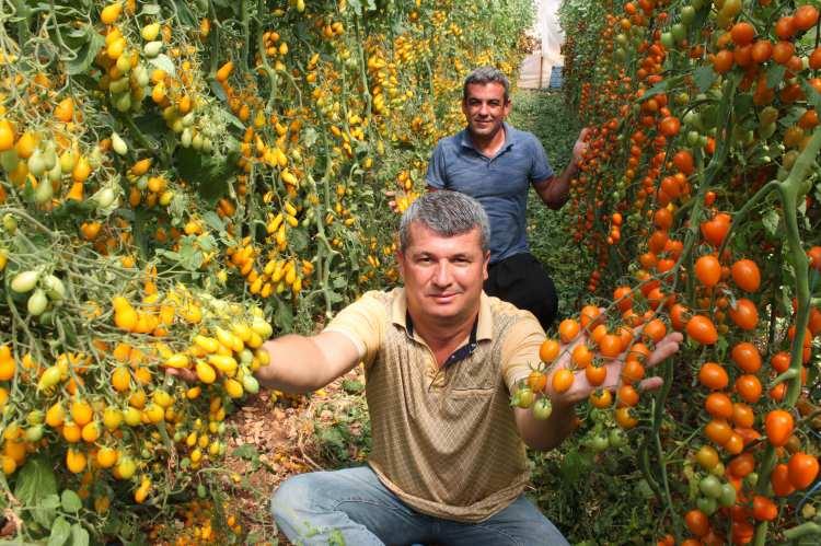<p>Erdemli ilçesine bağlı Hüsametli Mahallesinde 838 rakımda eşi Kadriye Gezer ile domates yetiştiren İlker Gezer, bu yıl turizmcilerin talebi domates çeşitlerini de göz önüne alarak serasının 3 dönümüne farklı aroma ve görünümlü rengarenk 8 çeşit domates yetiştirdi.</p>
<p> </p>