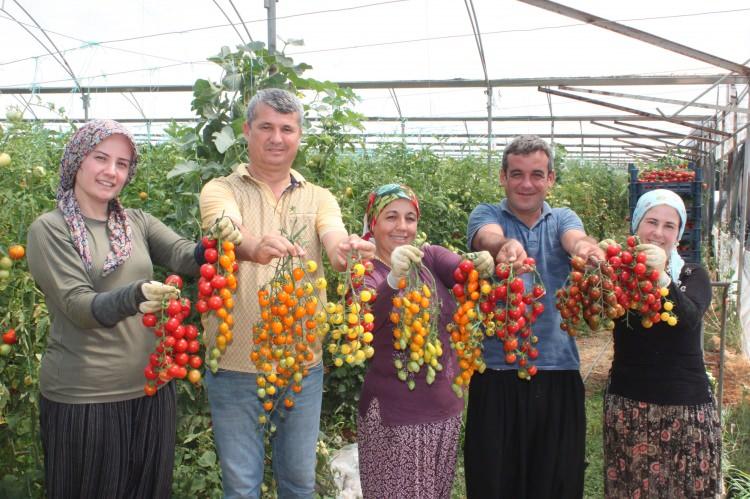 <p><strong>“3 dönümde 8 çeşit domates yetiştiriyoruz”</strong><br />
Eşiyle birlikte domates üretimi yaptıklarını anlatan Kadriye Gezer, 8 çeşit domates yetiştirdiklerini ve her birinin aromasıyla tadının farklı olduğunu belirterek güzel bir gelir sağladıklarını söyledi.</p>