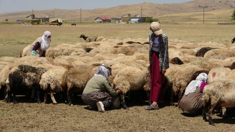 <p>Geçim kaynaklarının hayvancılık olduğunu anlatan Baydan, “Sabah erken saatlerde ev işlerimizi yaptıktan sonra koyunları sağmak için zorlu mesaimize başlıyoruz. Sabah ve akşam olmak üzere günde 2 kere buraya geliyoruz. Burada sağdığımız sütü yoğurt, peynir ve tereyağına dönüştürerek hem kışlık ihtiyacımızı hazırlıyoruz hem de fazlasını satarak aile bütçemize katkı sağlıyoruz" dedi.</p>
