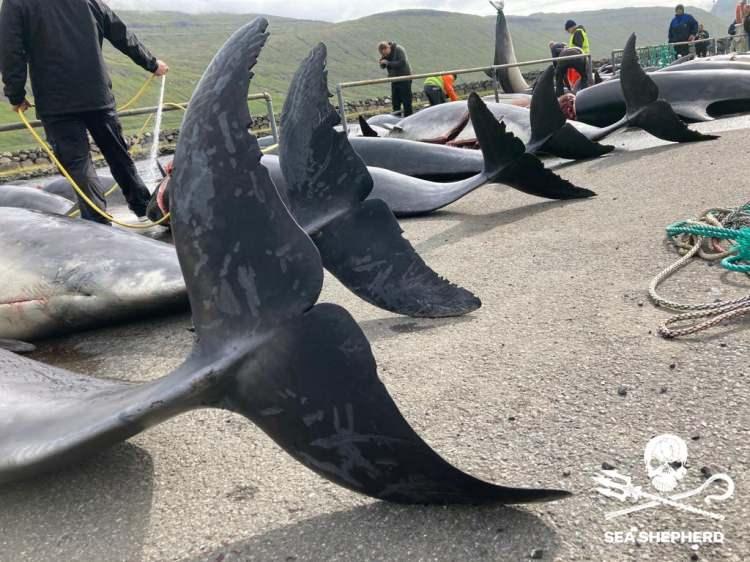 <p>Şişeburunlu yunus balıkları, Danimarka'nın da üyesi olduğu Avrupa Birliği yönergesi kapsamında korunuyor ancak Faroe Adaları Avrupa Birliği üyesi değil.</p>