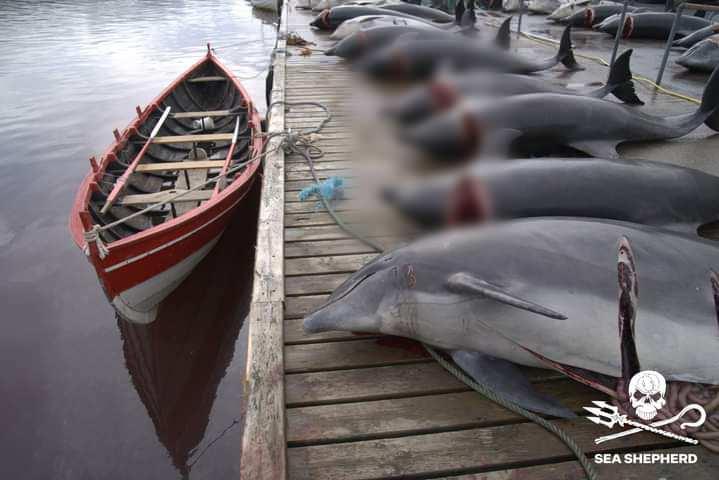 <p>Faroe Adaları’nda her yıl düzenlenen Grindadrap festivalinde Ekim 2021'de 1428 balina ve yunus öldürülmüştü. Bu rakamın geleneğin başladığı zamandan bu yana en yüksek rakam olduğu tahmin ediliyor.</p>