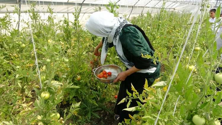 <p>Elde ettiği salatalık, domates, biber, kabak, maydanoz, dereotu, soğan ve fasulye gibi ürünleri durumu iyi olmayan herkese ücretsiz bir şekilde veriyor. </p>