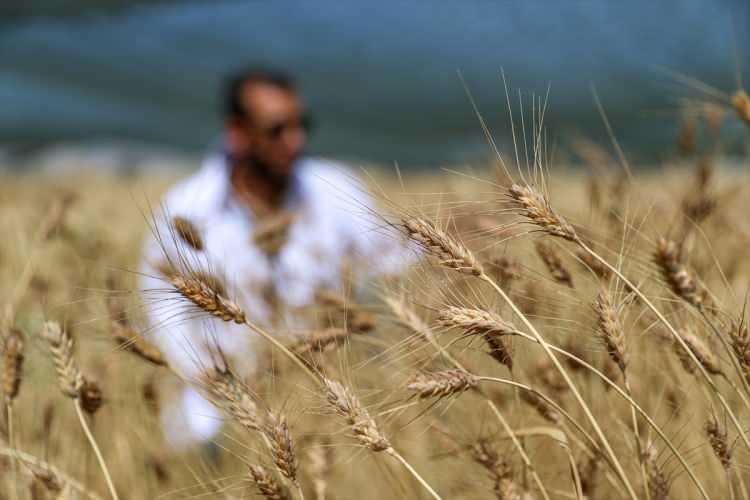 <p>"1,5 yıl boyunca bu tohumlar toplandı. Amacımız, bölgenin iklimine ve ekolojik yapısına en verimli popülasyonları belirleyip sonra da üretim aşamasına geçmek. Çalışma sonunda kalite ve verimde öne çıkan belirli popülasyonlar var. Parsel bazında yetiştiriciliğini yaptık ama bundan sonra tarla bazında üretimini gerçekleştireceğiz. Tarla günleri kapsamında çiftçileri bilinçlendirerek, verim ve kalitesi ispatlanmış olan çeşitlerin dağıtımını yapacağız. Bölgenin iklim şartlarına, ekolojik yapısına, hastalıklarına dayanıklı çeşitlerin yaygınlaşmasını sağlayacağız."</p>
