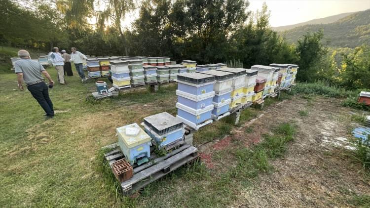 <p>İlçede 5 tilia tomentosa (gümüşi ıhlamur) ormanı lokasyonunun olduğunu, monofloral balın aslında Yenice ıhlamur balı olduğunu aktaran Küçük, şöyle devam etti:</p>
