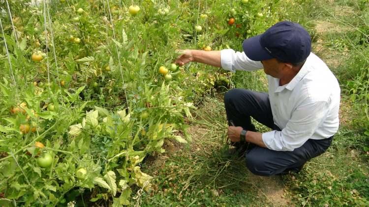 <p>Yaptığı bu davranışla bölgede örnek bir vatandaş olarak bilinen Büyüksu, imkânlar sağlanması halinde daha büyük seralar kuracağını ve daha güzel hizmetler vereceğini belirtti.</p>