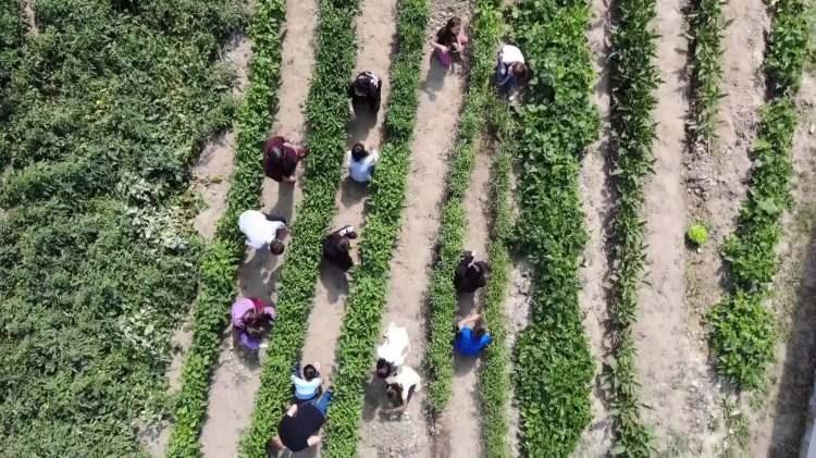 <p>İhtiyaç sahibi ailelere ulaştırılması planlanan ürünlerin ilk hasadına İl Milli Eğitim Müdürü Mehmet Türkmen de katıldı. Okul bahçesindeki atıl bölümü tarımsal eğitim alanına dönüştüren öğretmeni tebrik eden Türkmen, “Eğitim-öğretim sürecini dersliğinde dışına taşımışlar.</p>