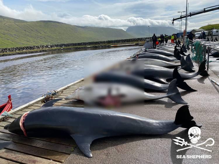 <p>Faroe Adası yetkilileri, deniz canlılarının avlanmasına gelen tepkiler üzerine bu ay yaptıkları açıklamada, söz konusu geleneğin devam edeceğini ancak bu yıl avlanacak yunus sayısının 500 ile sınırlandırılacağını belirtmişti.</p>