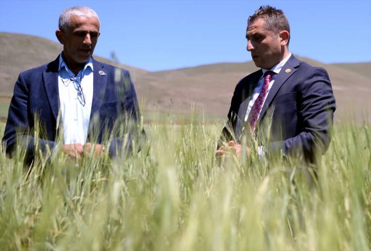 <p>Yörede yüzyıllardır ekilen ancak zamanla unutulmaya yüz tutan kavılca buğdayının üretimi yaygınlaşıyor. Bölgenin iklim koşullarına elverişli olan ve devlet desteğiyle üretiminin artırılması hedeflenen kavılcaya çiftçiler daha fazla ilgi gösteriyor.</p>