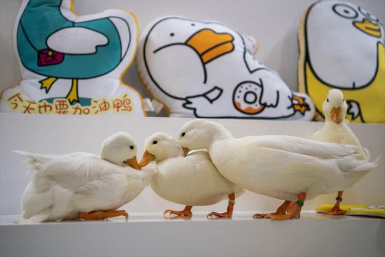 <p>Çin’in Guangzhou kentinde müşterilerin ördeklerle bir saat boyunca oynayabileceği ilk evcil ördek dükkanı açıldı. </p>

<p> </p>
