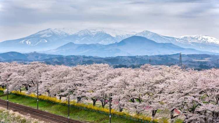 <p>The Basho Wayfarer, Japonya<br />
 </p>
