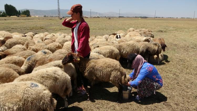 <p>Yaklaşık 20 yıldan beri koyun sağdığını belirten berivanlardan Feride Ergün ise “Geçimimizi hayvancılıkla yaptığımız için başka işimiz yok. Zor koşularda hayvancılık yapıyoruz. Günde iki kez yol yürüyerek kavurucu sıcaklarda gelip koyun sağıyorum” diye konuştu.<br />
 </p>
