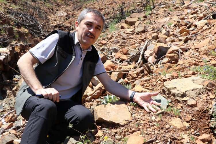 <p>Güvercinlik yangını, bölgede bulunan 3 oteli ve yaklaşık 2 bin tatilciyi tehdit etmesiyle gündem oldu. Yanan yaklaşık 90 hektarlık alanın tamamı ağaçlandırıldı.</p>