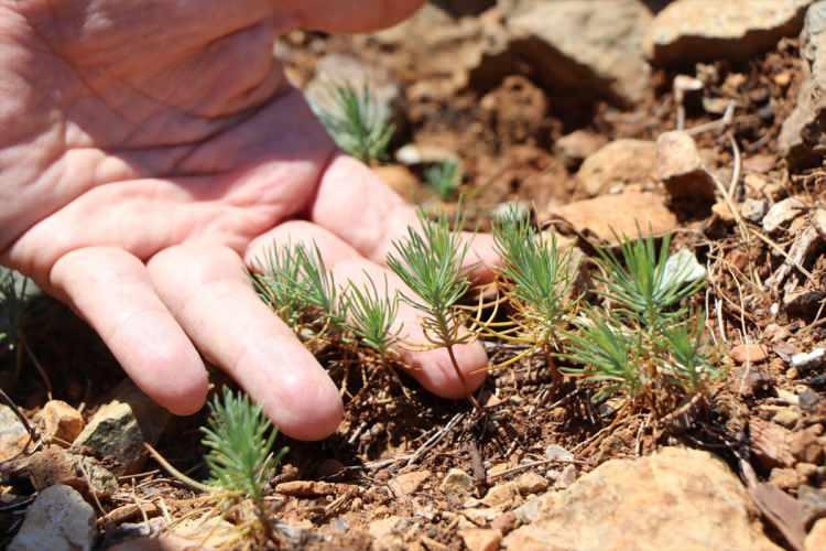 <p>Köyceğiz yangını 29 Temmuz'da başladı, 12 Ağustos'ta kontrol altına alındı. Sandras dağı eteklerinde derin vadi ve zirvelerde 15 gün süren yangında 10 bin 800 hektar alan yandı. Yanan alanların boşaltılması ve ağaçlandırma çalışmalarının yüzde 95'i tamamlandı.</p>