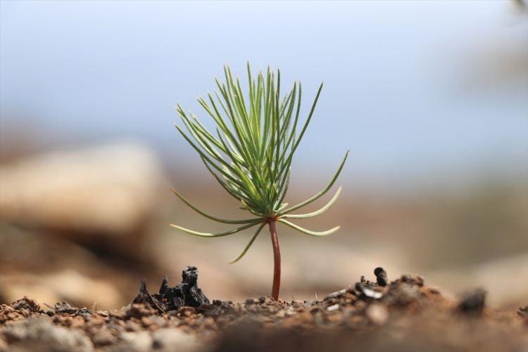 <p>Kavaklıdere, Muğla, Yatağan, Yılanlı yangınları 2 Ağustos'ta başladı ve altı gün sonra kontrol altına alındı. 15 bin 238 hektar alan yandı. Yanan alanların boşaltılması ve ağaçlandırma çalışmaları yüzde 90 tamamlandı.</p>