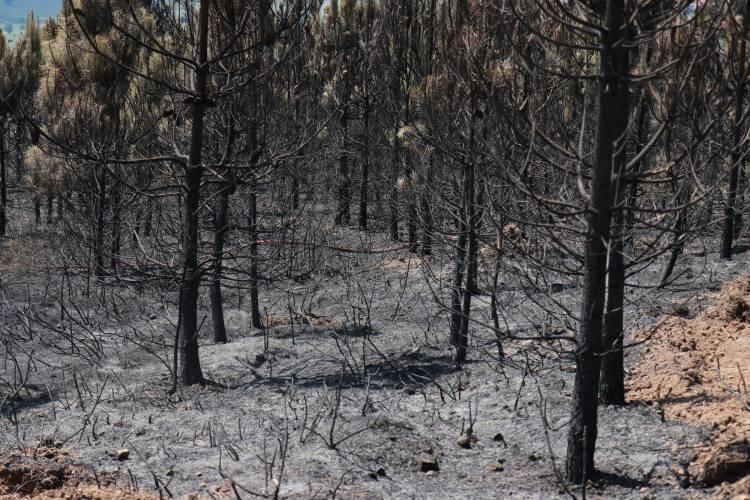 <p>Yangın, dün Adapazarı ilçesi Bağlar Mahallesi mevkiindeki ormanlık alanda meydana geldi. </p>
