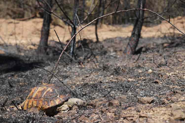 <p>Sakarya’nın Adapazarı ilçesinde ormanlık alanda çıkan yangının zararı havadan görüntülenirken, alevlerden kaçamayarak telef olan kaplumbağanın görüntüsü yürekleri sızlattı.</p>
