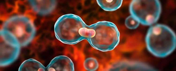 <p>"Son yıllarda hastanın DNA'sındaki değişimlere göre daha akıllı, güdümlü ilaç tipleri çıkıyor. Ama bu ilaçları hastaya verebilmek için öncelikle o hastanın genetik profilinin çıkartılması gerekiyor. Ona göre, eğer o genetik değişime göre bir ilaç varsa o ilaç hastaya veriliyor. Hastada bir tane ilaç denemek yerine bu organoidler üzerinde aynı anda 100'e yakın ilacı hasta için deneyebiliyoruz ve bu 100 ilaçtan hangisi çok daha etkili ve çalışıyorsa onu hastaya tavsiye edebiliyoruz."</p>