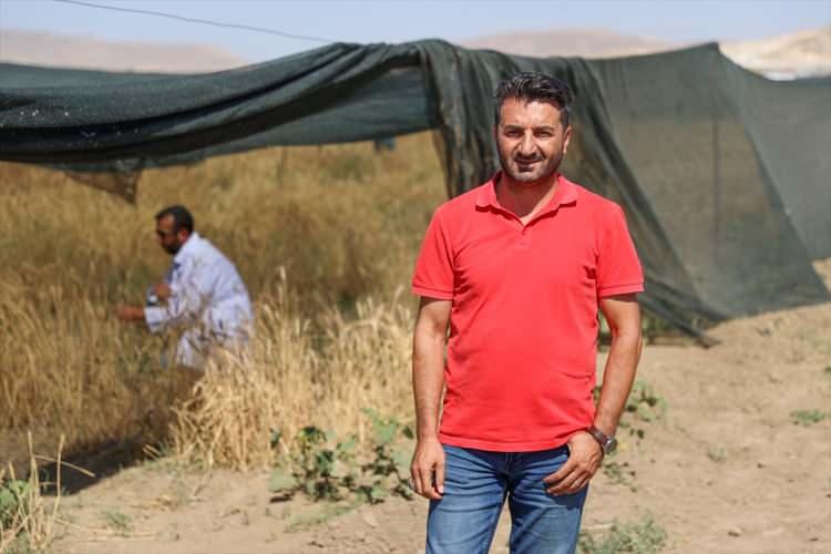 <div>Kuraklıktan dolayı meydana gelen ürün kayıplarını en aza indirecek yerel buğday çeşitlerini belirleyerek gelecekte yapılacak çalışmalara öncülük etmek istediklerini dile getiren Oral, "Bunun yanında Van Gölü Havzası'nda yerel buğday çeşitlerinin nerede yoğun olduğunu koordinatlarıyla belirledik, Van Gölü havzasının yerel buğday çeşit ve genotiplerin bir haritası meydana geldi." diye konuştu.</div>

<div> </div>

