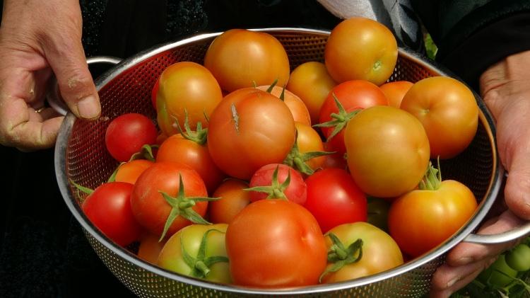 <p>Yüksekova’yı inşallah tüm yönüyle tarımla buluşturacağız. Üretimin olduğu her yerde yaşam olduğunu görüyoruz. Şu dönemde kimsenin almadığı sebzeyi, Esendere beldesinde Mecit Amcamızın serasında bedava alabilmek mutluluk vericidir” diye konuştu.</p>
