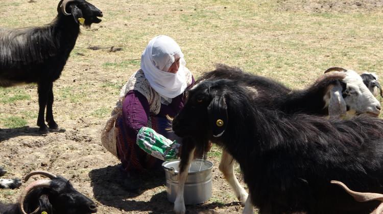 <p>Bu mevsimde havanın çok sıcak olmasından dolayı yürümekte ve koyun sağmakta zorlandıklarını vurgulayan Baydan, "Koyunları sağmaya gelen bazı kadınlar hastalanıyor. Ama mecburen yapmak zorundayız. Yapacağımız başka bir işimiz yok. Her birimiz günde 150 koyun sağıyoruz. Sonuçta geçimimizi buradan sağlıyoruz" ifadelerini kullandı.</p>
