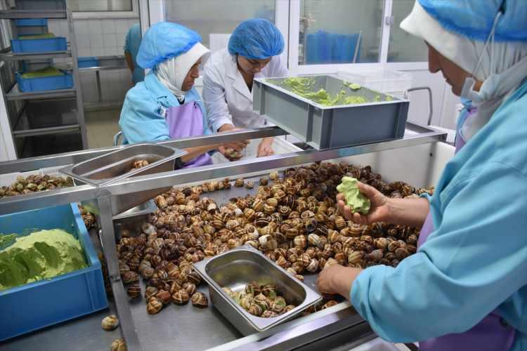 <p>Salyangoz etinin protein ve potasyum değerinin çok yüksek olduğunu dile getiren Akın, "Omega 3 yönünden somon balığına eş değer ve üzerinde olduğunu biliyorum. Eti kabuğa yerleştirdikten sonra içine bol miktarda sarımsak, maydanoz, acı biber ve tereyağı olan karışımı da koyduğumuzdan enerji verici de bir ürün." diye konuştu.</p>