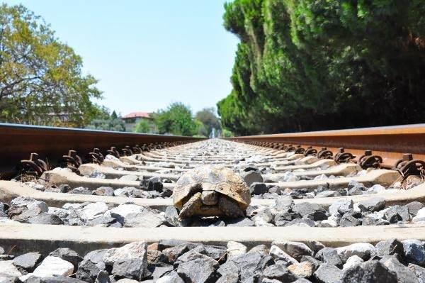 <p> Salihli, Turgutlu ve Ahmetli'nin dağlarına 6 bin fidan diken Erbil, her gün yürüdüğü Turgutlu-Alaşehir demir yolu hattına da 3 bin fidan dikimi yaptı. Erbil, bu süreçte çiftçilerin tarlalarına zarar vermemesi için demir yoluna bıraktığı ve raylar nedeniyle mahsur kalan kaplumbağaları kurtardı. </p>