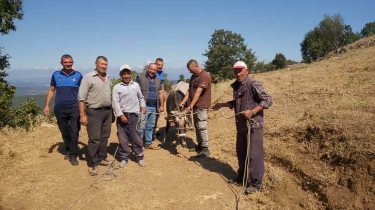 <p>Balıkesir'in Kepsut ilçesinde Kurban Bayramı'nda sahibinin elinden kaçan dana, bayramdan 26 gün sonra yakalandı.</p>
