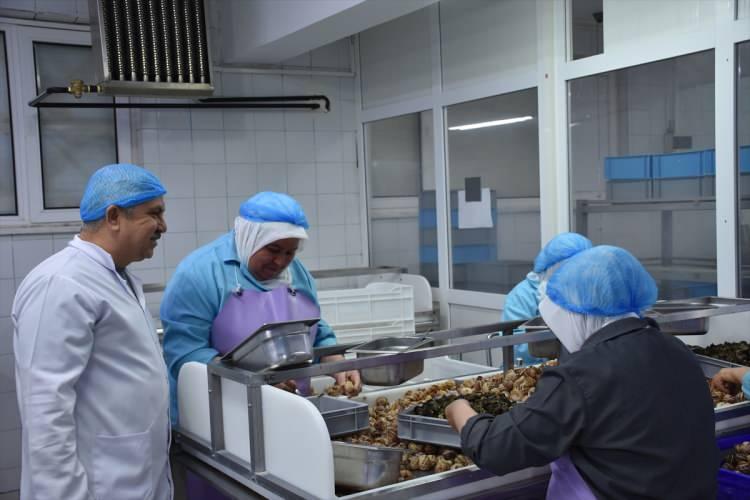 <p>Kabuklar Bandırma'daki tesise gönderiliyor. O kabuklar orada özel bir proseste temizleniyor ve kullanılmak üzere tesisimize geri geliyor. Etler de burada boylanıp kalibre ediliyor ve tekrar kabuklara yerleştiriliyor. Şoklandıktan sonra haziran-temmuz ayından sonra dolma yapılmak üzere şu anki sezonu bekler. Depolarımızdaki etler kazanlarımızda yaklaşık 1-2 saat arasında özel formül baharatlarla pişirilir. Günde 2 tonun üzerinde et pişirebiliyoruz. Günde 2 ton civarında eti burada salyangoz dolmasına dönüştürüp, şoklayıp, paketleyerek yurt dışına satıyoruz."</p>