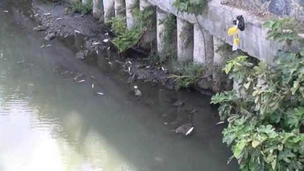 <p>Hanife Yılmaz ise "Bir ilaç dökülmüş buraya. Balıklar dün yüzüyordu, buraya ilaç mı attılar? Yazık günah" dedi.</p>