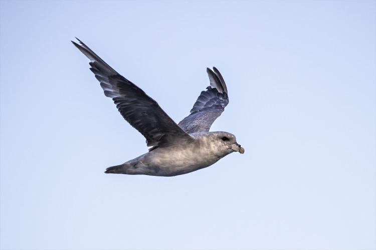 <p>Sözen, "Projemizde çalıştığımız deniz memelilerinin iki grubu var; balina ile yunusların bulunduğu deniz memelileri (cetacean) ve morslar ile fokların bulunduğu yüzgeç ayaklı deniz memelileri. </p>
