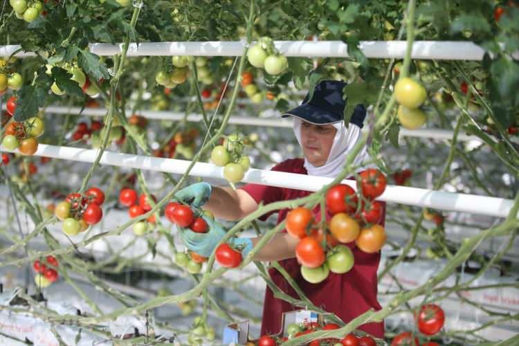 <p>Tamamı bilgisayardan kontrol edilen, 75 kişinin istihdam edildiği cam serada, gece ve gündüz süren iklimlendirme sistemiyle, iki aylık yenileme ve bakım süreci dışında yılın 10 ayı topraksız tarım yöntemiyle üretim sürdürülebiliyor.</p>
