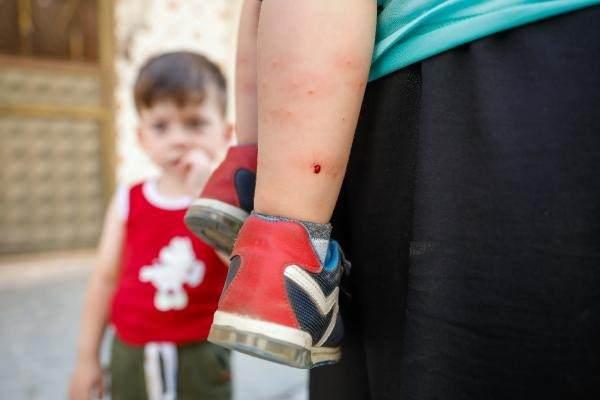 <p>Cerrahpaşa Tıp Fakültesi Tıbbi Mikrobiyoloji Anabilim Dalı, Tıbbi Viroloji Bilim Dalı Başkanı Prof. Dr. Kenan Midilli, artan sineklerin 'Aedes' ve 'Culex' türü olduğunu belirtti. Midilli, sadece ilaçlama yönteminin başarılı olmadığını söyledi.</p>