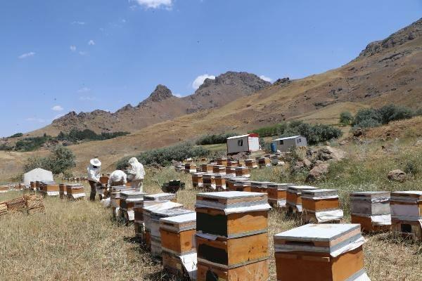 <p>Arı kovanlarının bulunduğu bölge 2 bin 500 rakımlı olduğu için burada keven ve doğal kekik yapısına bağlı bal üretimi oluyor. Buranın balı da çok lezzetli oluyor" dedi. </p>
