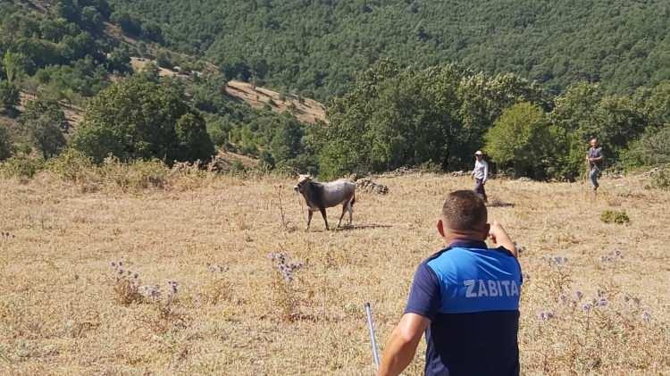 <p>Bayramdan bu yana hayvanını arayan Muhtar Ramazan Kocabıyık, aradan geçen haftalar sonrasında hayvanı Kepsut Yenice Mahallesi'nden 25 kilometre uzakta Kayaeli köyünde yakaladı.</p>
