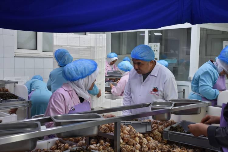 <p><strong>Günde 2 ton civarında et salyangoz dolmasına dönüştürülüyor</strong></p>

<p>Akın, doğadan toplanan salyangozun sofraya gelinceye kadar geçtiği aşamalarla ilgili şunları kaydetti: "Doğadan toplanan canlı salyangozlar firmamıza gelir. Salyangozlar burada ön çalışmalardan geçirilir. Ön haşlamalar yapılır. Daha sonra et kabuktan çıkarılır. Et kabuktan çıkarıldıktan sonra bağırsaklar makas yöntemiyle kesilir. Bunun hepsini tek tek kadınlar gerçekleştiriyor.</p>
