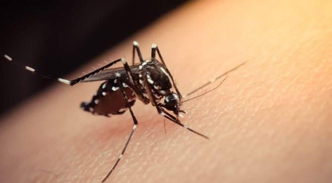 <p>Bunlar da zika virüsünü bulaştıran sineklerdir. Özellikle dünyada araba lastiklerinin dolaşımının artmasıyla birlikte bu sivrisinekler yayıldı. Önce 1960 yıllarında İtalya'da girdi. </p>