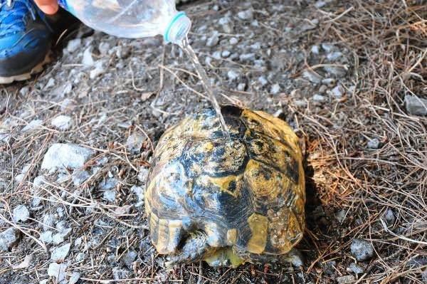 <p> Yanımda kaplumbağalar için su taşıyorum. Binlerce kaplumbağa kurtardım, kurtarmaya da devam ediyorum. İnsanlardan hayvanlara ve doğaya zarar vermemelerini istiyorum" diye konuştu.</p>