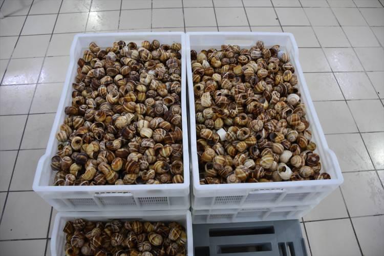 <p><strong>"Sattıkları ürün bizim salyangozumuz"</strong></p>
<p>Akın, salyangoz dolmasının her ne kadar bir Fransız yemeği olarak düşünülse de asıl üretim yerinin Türkiye olduğunu vurgulayarak, "Onlar sadece bizden giden ürünleri 12'li, 48'li ve 60'lı paketlere koyup satıyorlar. Sattıkları ürün bizim salyangozumuz. Biz bunu biliyoruz. Bu işi yapmaktan zevk duyuyoruz. Bu ürün marketlerde ve büyük toptan marketlerde satılıyor. Dondurulmuş ürün olarak satışı yapılabiliyor." diye konuştu. 9 yıldır firmada çalışan İmalat Sorumlusu Esra Erol ise 5 ayrı kalibrede hazırlanan ürünün kabuğu ve içindeki etin gramajlarının kontrollerini yaptıklarını anlatarak, "Fransa'nın tükettiği bu ürünler bizim kadınlarımızın elinden çıkıyor." dedi.</p>