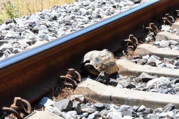 <p><strong>'KAPLUMBAĞALAR ÖLÜME GÖNDERİLİYOR'</strong></p>

<p>Doğa tutkunu olduğunu ve 34 yıl boyunca yol kontrol memuru olarak görev yaptığını belirten Mehmet Erbil, "Göreve geldikten sonra yorgunluk çayı bile içmeye fırsat bırakmadan dağlara ağaç diktim.</p>
