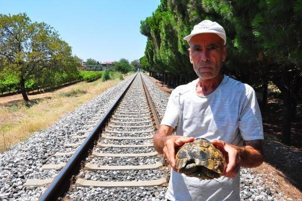 <p>Denk gelmediğim kaplumbağaların raylarda öldüğünü gördüm. Emekli oldum ama kaplumbağaları kurtarmak ve diktiğim ağaçların bakımını yapmak için bu yolu yürümeye devam ediyorum.</p>