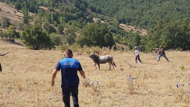<p>Kurban Bayramı'nda hayvanını kestirmek için Yenice Mahallesi'ne getiren İsaalan Muhtarı Ramazan Kocabıyık, hayvanın kaçması ile şok yaşadı.</p>

