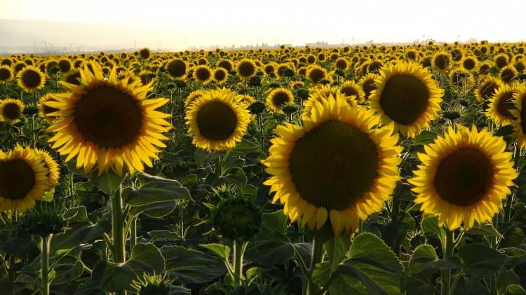 <p>Özel bir firma tarafından 30 bin dekar alanda ayçiçeği ekimi gerçekleştirildiğini kaydeden Gün, “bunun yanında bulanık ilçesinde çiftçiler tarafından 5 bin dekar alanda ayçiçeği ekimi gerçekleştirildiği öngörülmektedir. İnşallah dekara 200 kilogram gibi bir rekolte beklemekteyiz” dedi.</p>