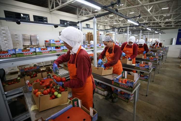 <p>İlk olarak Ankara, İstanbul, Bursa, İzmir, Balıkesir olmak üzere Türkiye'nin birçok iline domateslerimizi gönderiyoruz. Eylül ayında Hollanda üzerinden tüm Avrupa'ya ihracatımız başlayacak." diye konuştu.</p>
