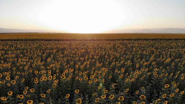 <p>Türkiye'nin sıvı yağ ve kuruyemiş ihtiyacını karşılamada önemli bir yere sahip olan Muş’taki Yıldız Alparslan Tarım İşletmesi, yaklaşık 30 bin dekar alanda ayçiçeği ekimi yaptı.</p>
