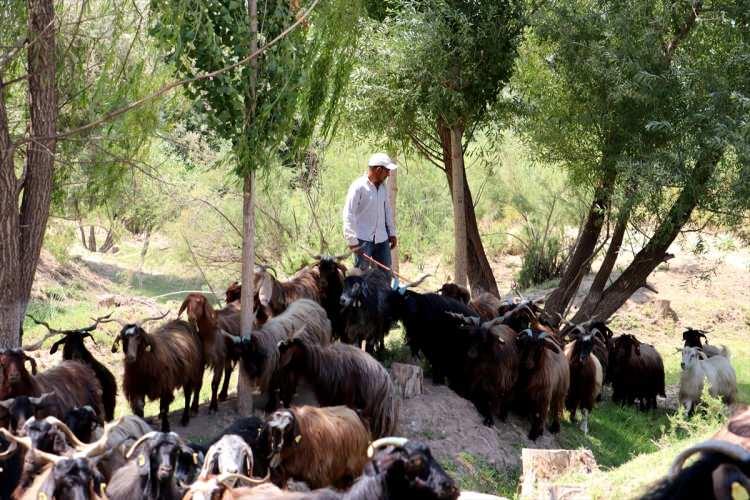 <p><strong>HİSSEDİLEN SICAKLIK ZAMAN ZAMAN 50 DERECE OLUYOR</strong></p>
<p>Kızıltepe Meydanı'nda dondurma satan Mustafa Demircan, AA muhabirine, ilçede hissedilen sıcaklığın zaman zaman 50 derece olduğunu belirterek, "İnsanlar dışarıya çıkamıyor." dedi.</p>
<p> </p>
