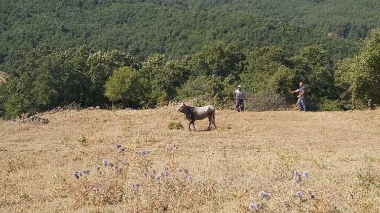 <p>Kepsut Belediyesine haber verildikten sonra zabıta ve köylüler hayvanı yakaladılar.</p>