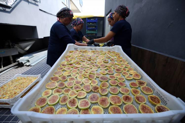 <p>Kanada'dan 500 kilogramlık "incir cipsi" siparişi aldıklarını ifade eden Korkut, "Bu sene hedefimiz ihracattı. Allah'ın izniyle ihracata başladık. </p>
