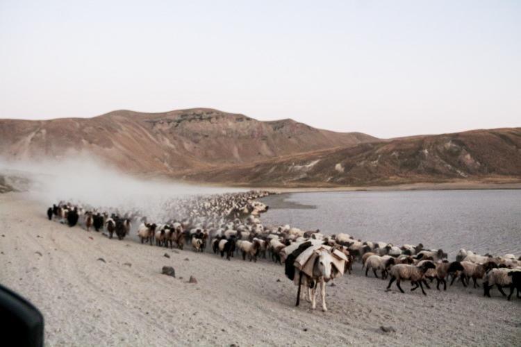 <p>Nemrut Kalderasının yapısı itibariyle daha tozlu olduğu için sürülerin tozlu yolculuğunun fotoğraf karelerini daha da zenginleştirdiğini kaydeden Okay, “BİGACEM olarak 2022 yılı Nemrut Kalderasını tanıtma yılı ilan etmiştik. Bu çerçevede 2022 yılında kaldera ile ilgili ilgi çekecek konulardan oluşacak 222 haber ve etkinlik hedefini önümüze koymuştuk. </p>