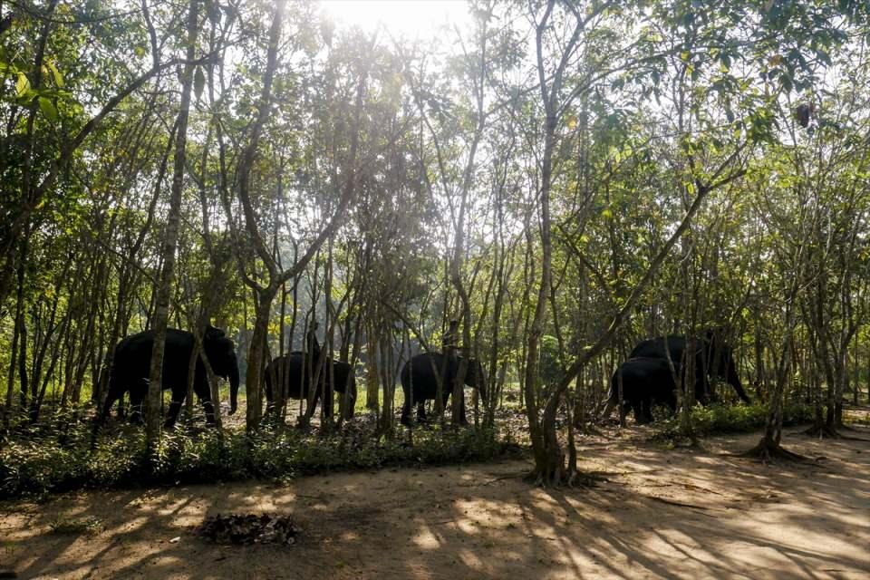 <p>Endonezya’nın Lampung bölgesindeki Way Kambas’ta yer alan Tegal Yoso Ulusal Parkı’nda yaşayan filler Dünya Fil Günü kapsamında görüntülendi. </p>

<p> </p>

